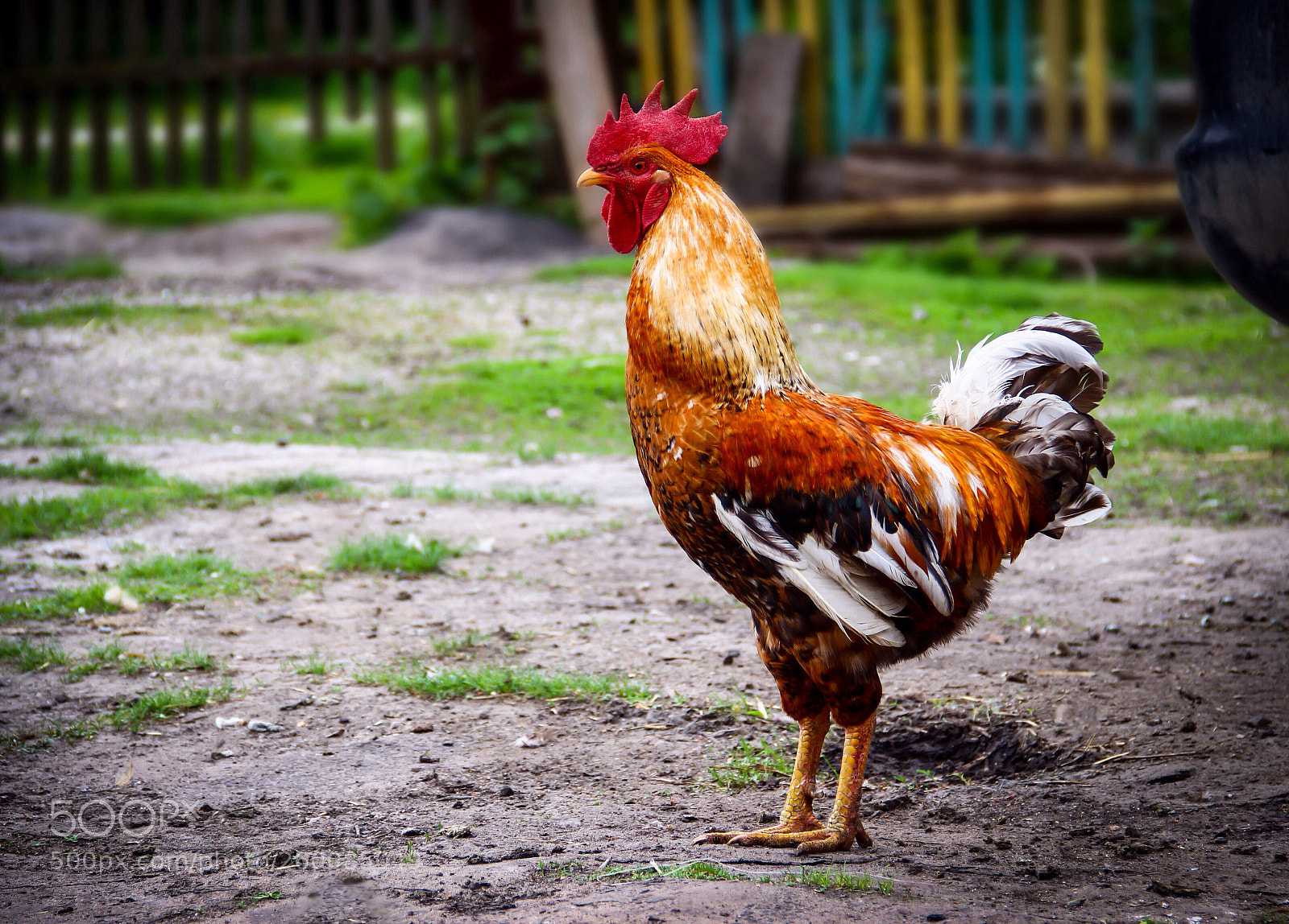 Canon EOS 600D (Rebel EOS T3i / EOS Kiss X5) sample photo. Chicken knight. series village photography