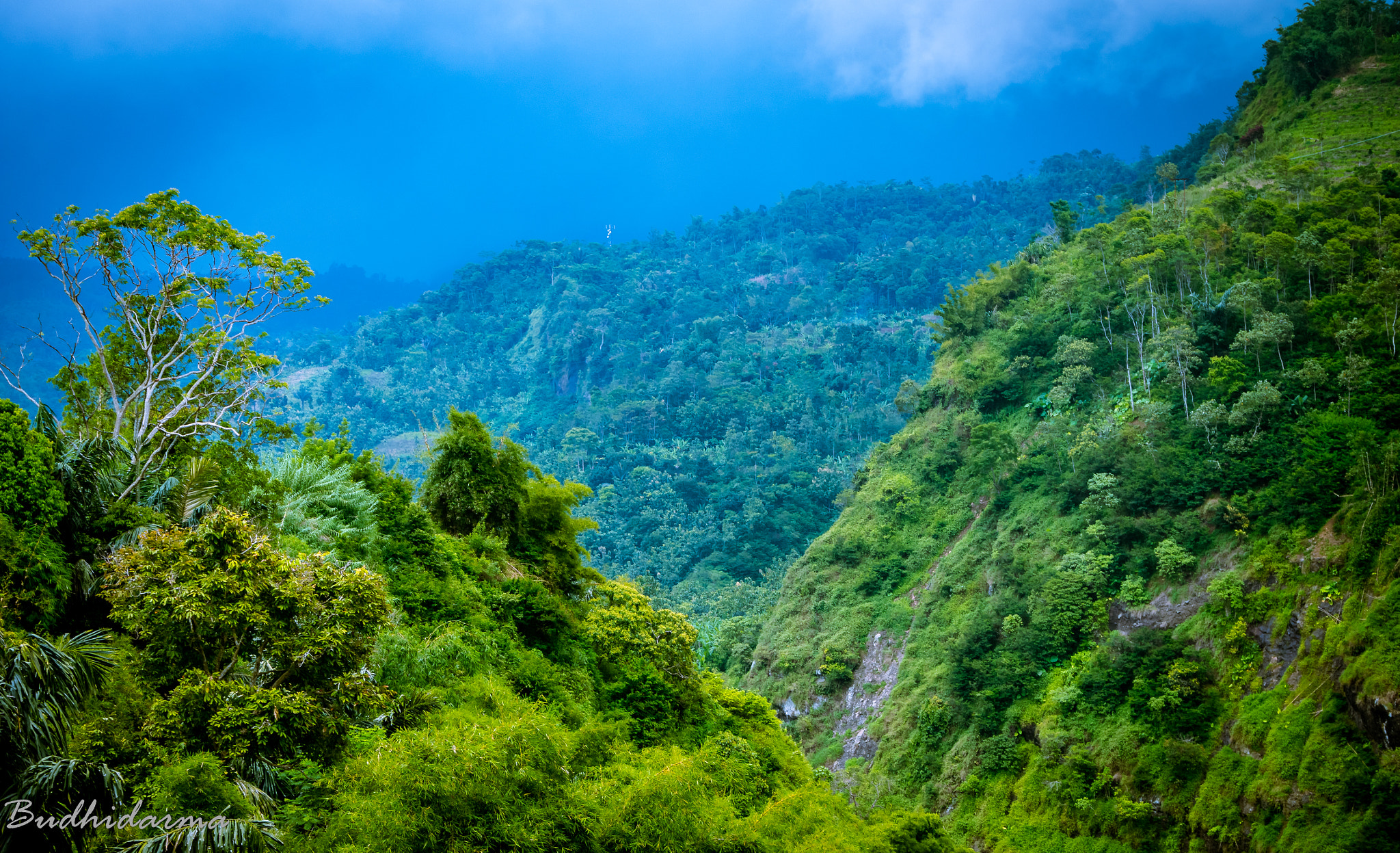 Panasonic Lumix DMC-G7 sample photo. Rainforest photography