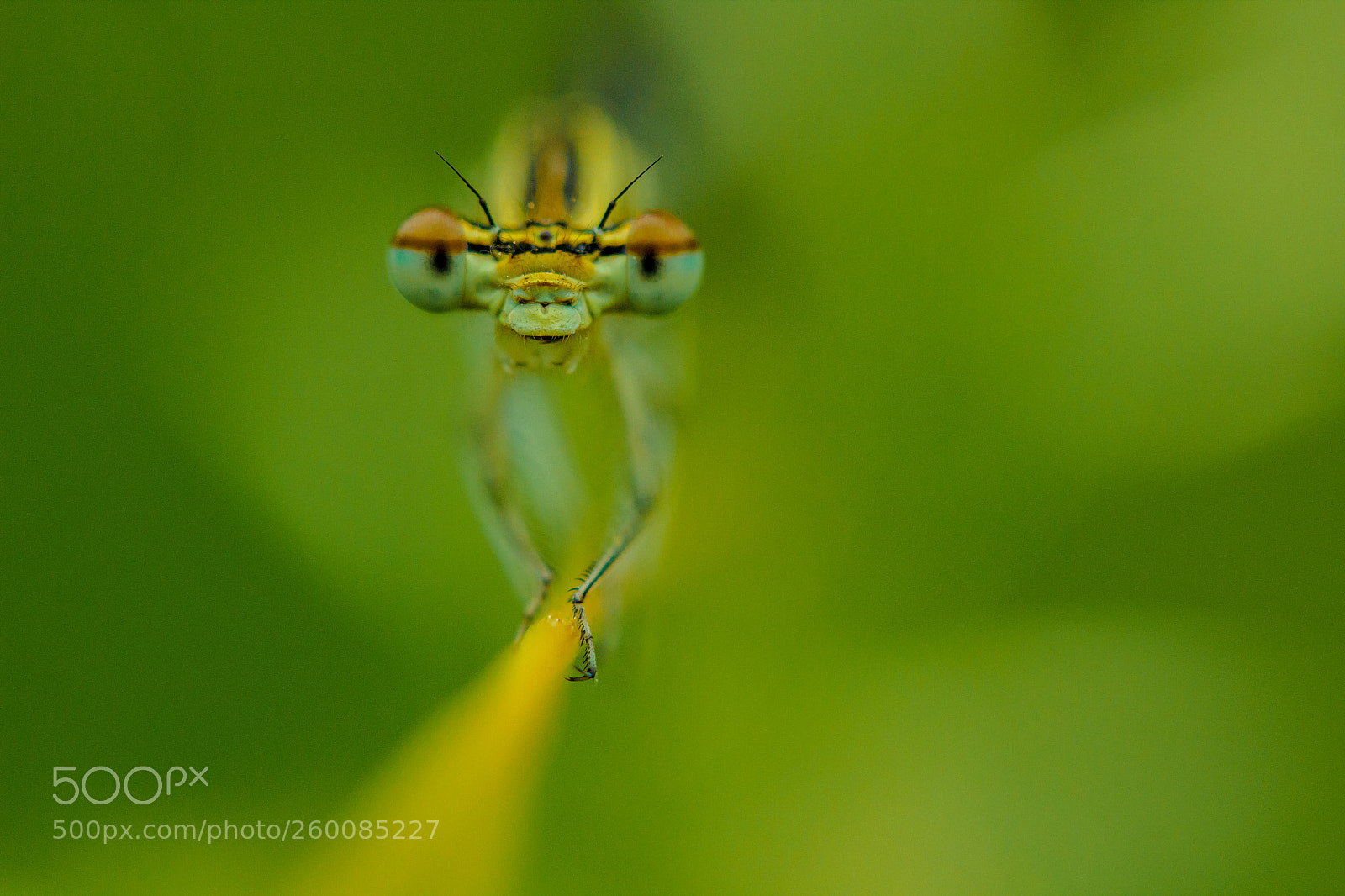 Canon EOS 600D (Rebel EOS T3i / EOS Kiss X5) sample photo. *dragonfly* photography