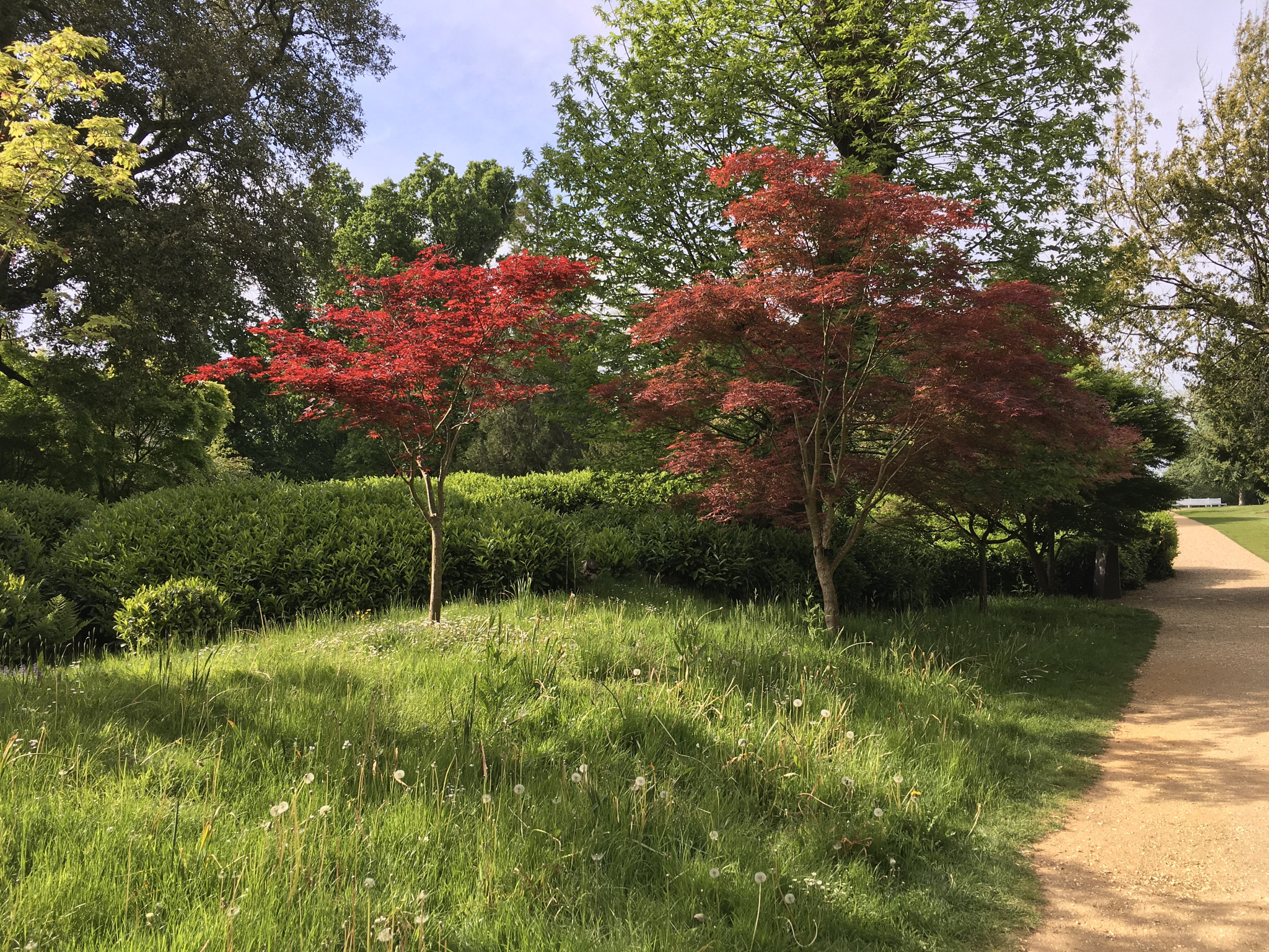 Apple iPad Pro sample photo. National trust gardens, england photography