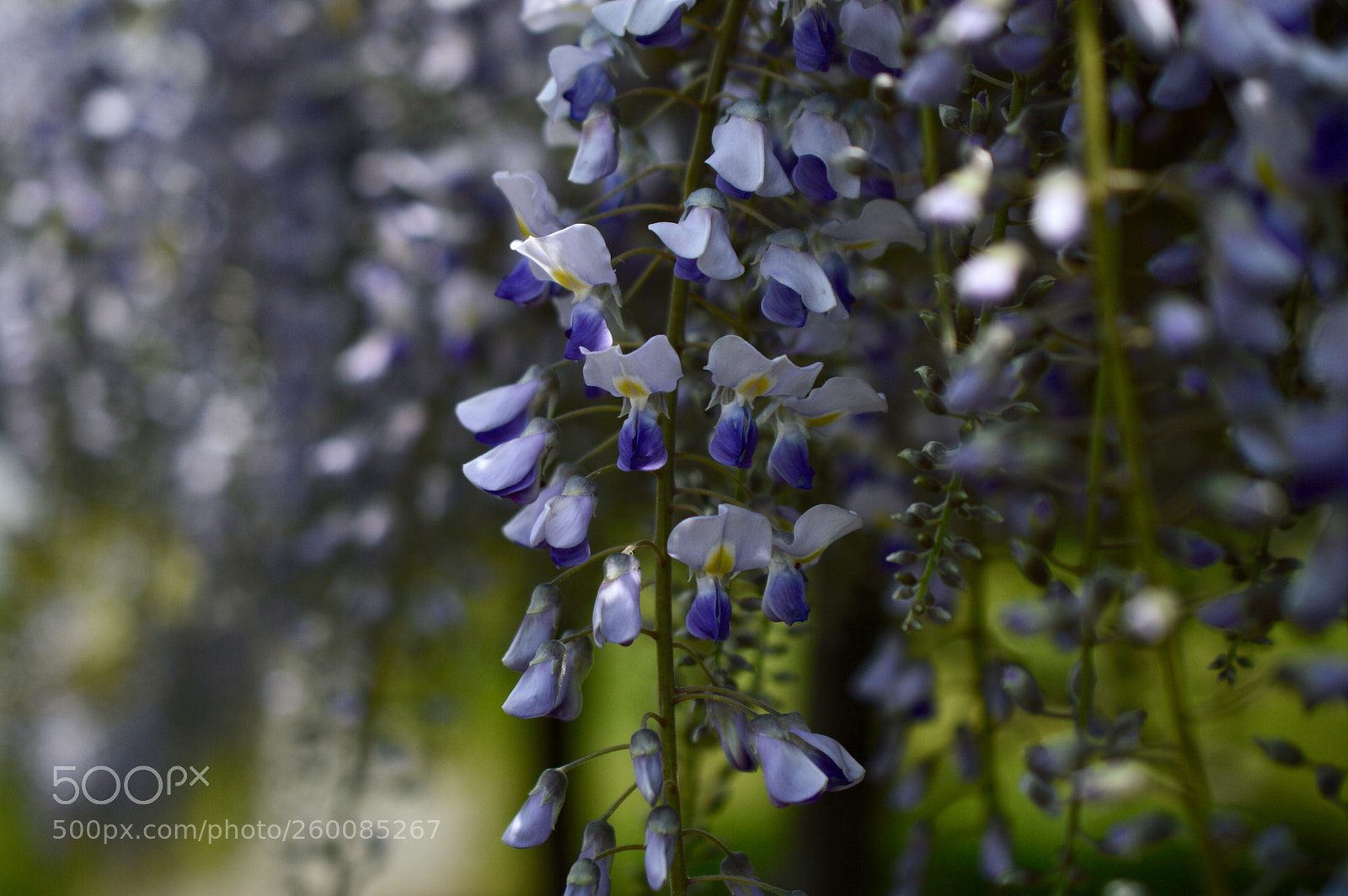 Nikon D3200 sample photo. Wisteria photography