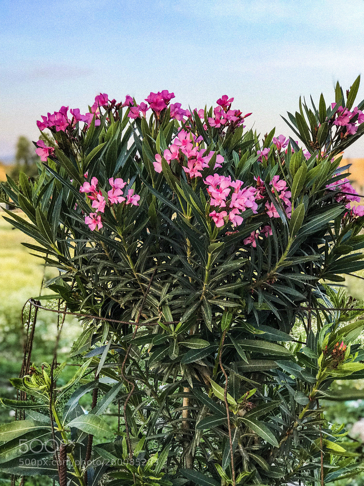Apple iPhone 7 Plus sample photo. Untitled photography