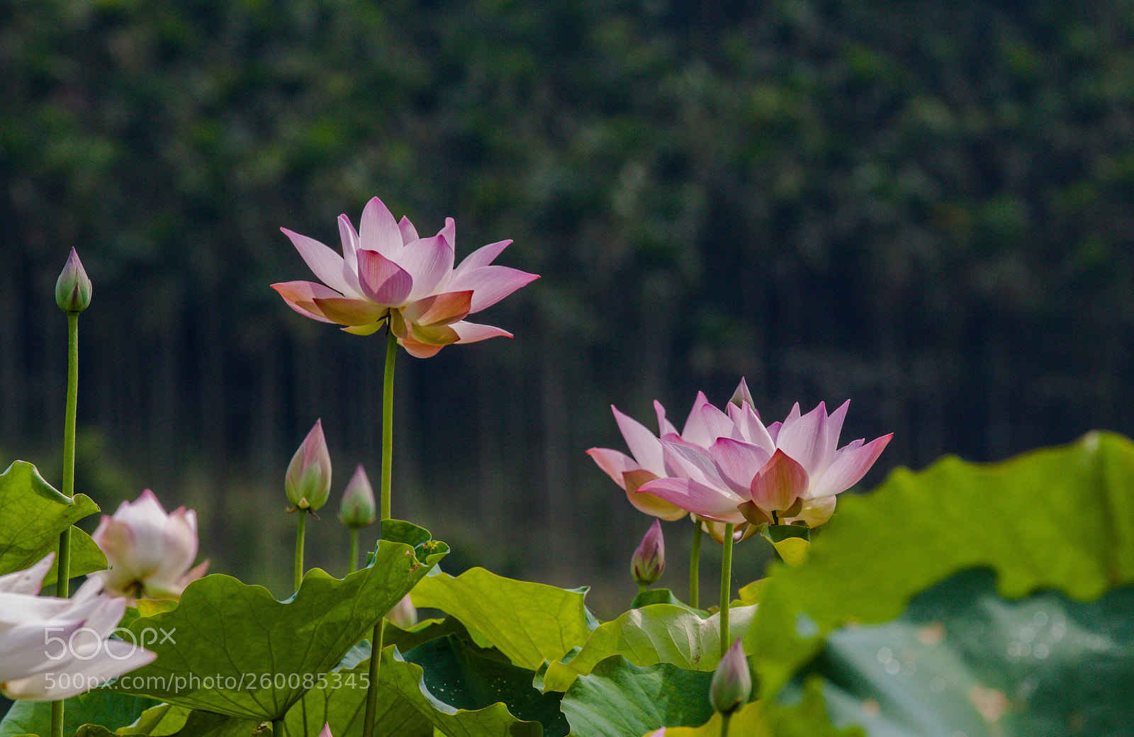 Canon EOS 50D sample photo. Untitled photography