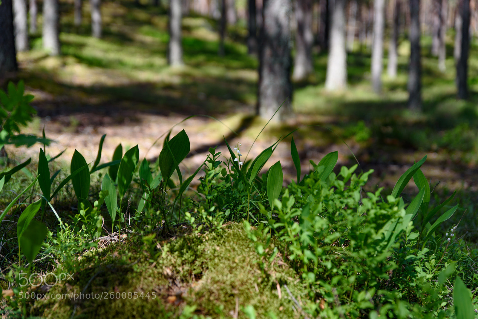 Nikon D750 sample photo. Wap photography