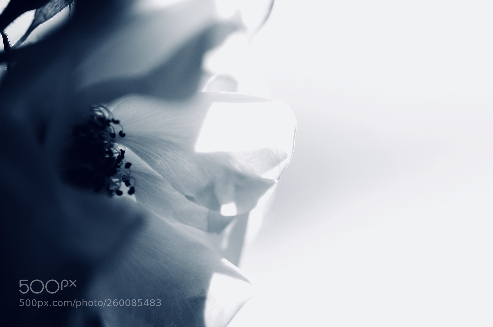 Pentax K-3 II sample photo. Transmitted light of rose photography