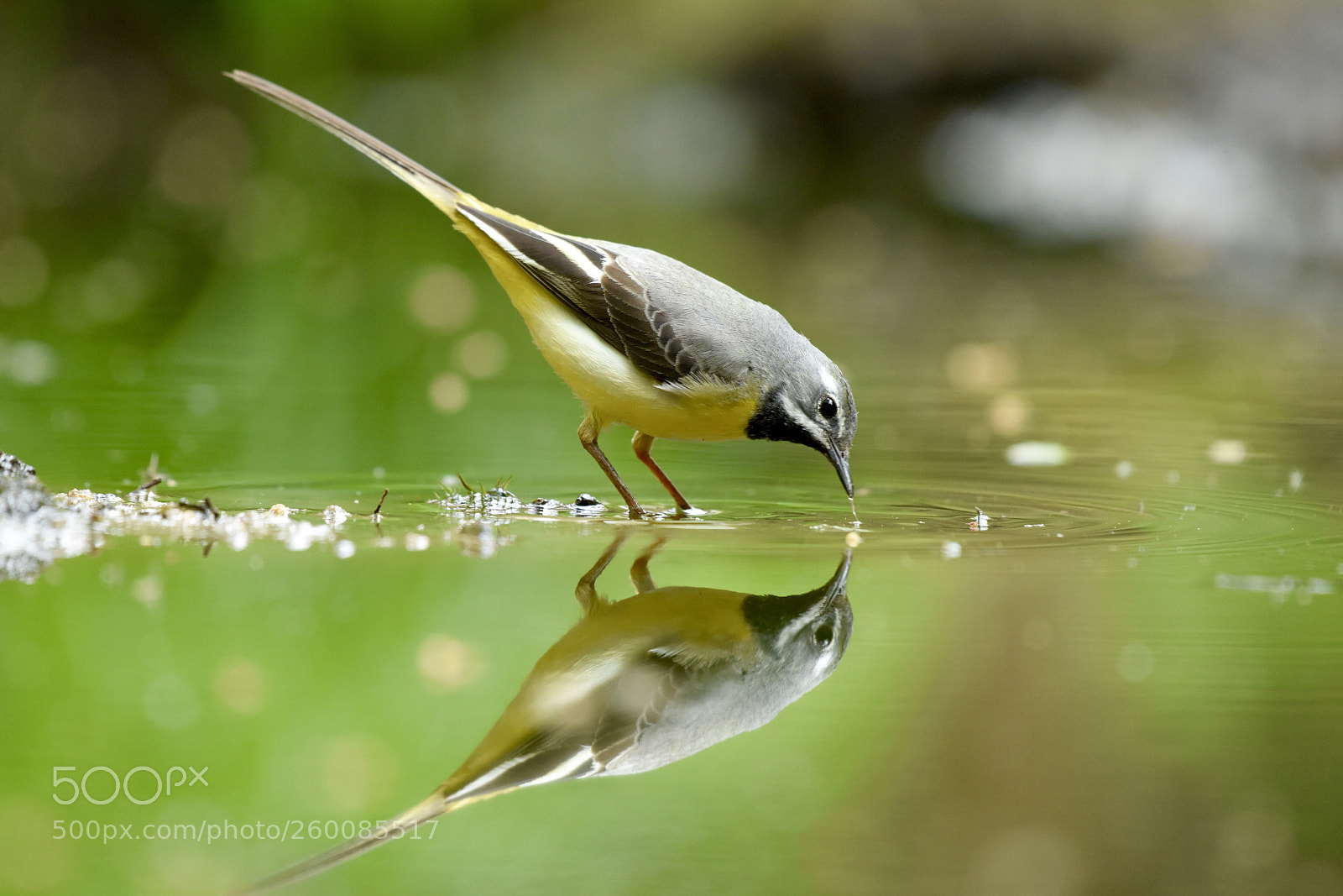 Nikon D810 sample photo. Blue headed wagtail photography