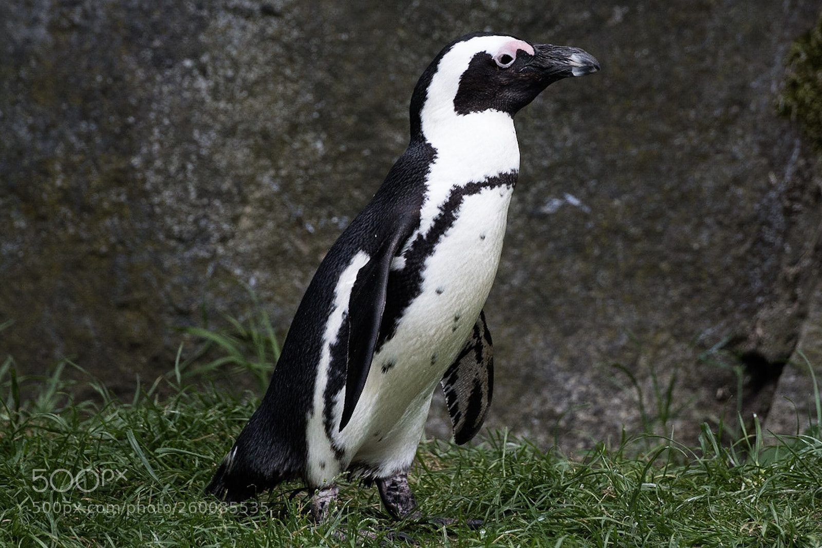 Nikon D750 sample photo. Pinguin photography