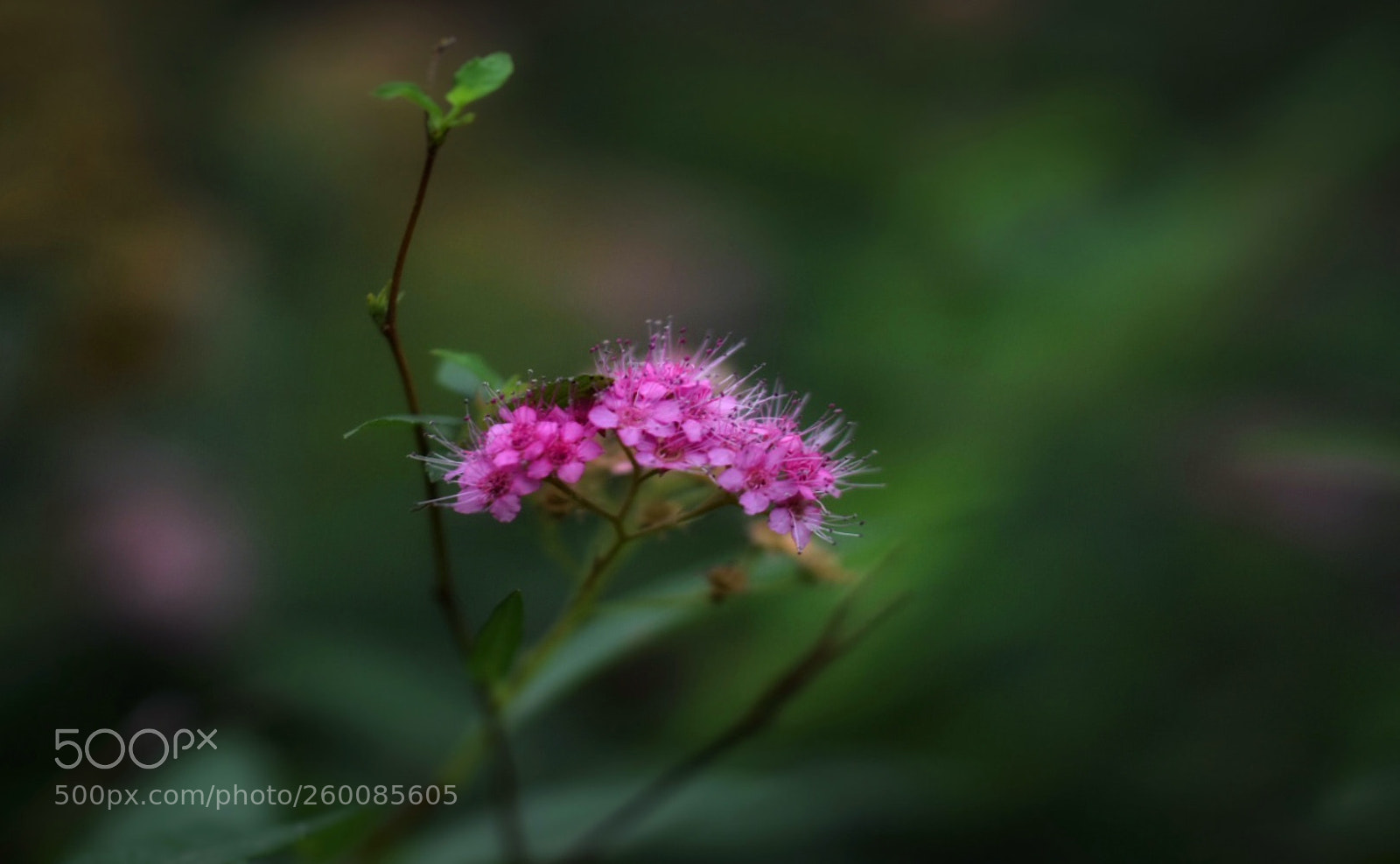 Nikon D5500 sample photo. Untitled photography
