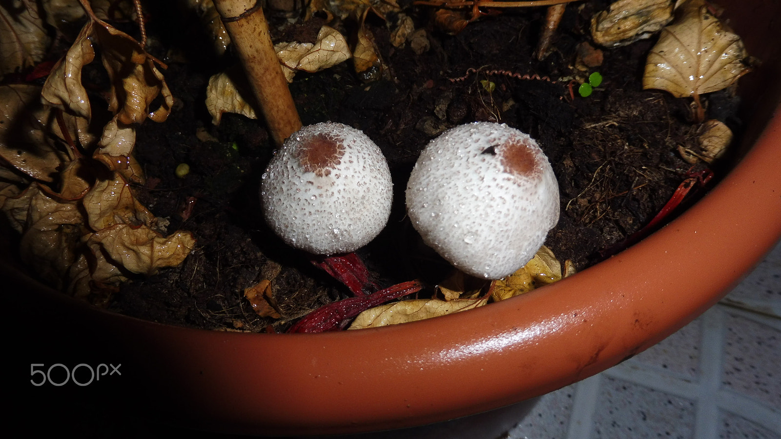 Panasonic Lumix DMC-ZS45 (Lumix DMC-TZ57) sample photo. Mushrooms with eyes photography