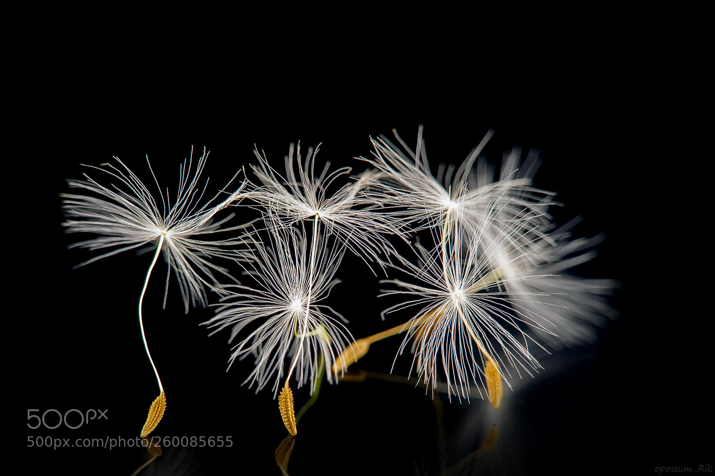 Panasonic Lumix DMC-FZ1000 sample photo. Dandelion seeds photography