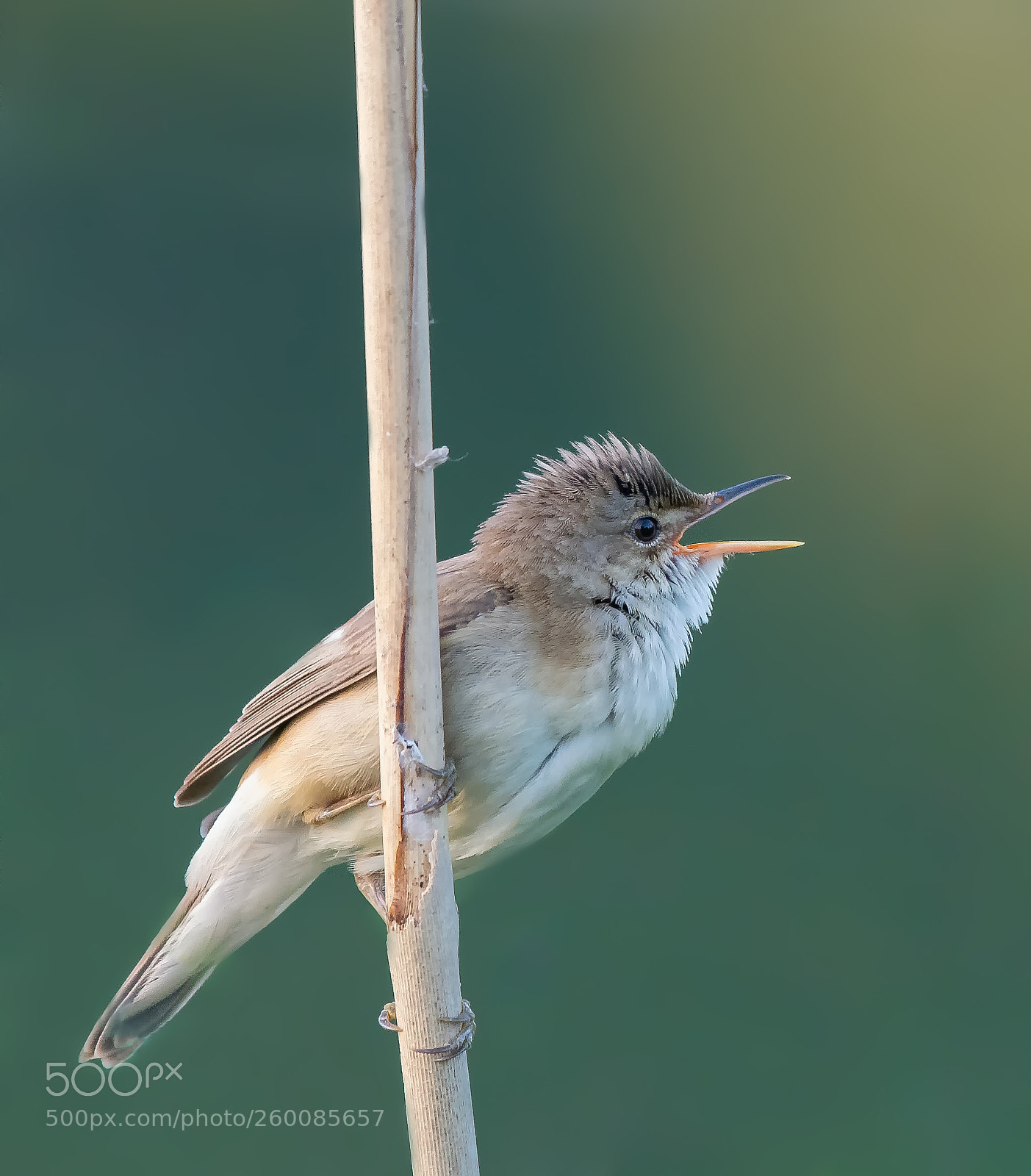 Nikon D500 sample photo. Sedge warbler (acrocephalus schoenobaenus) photography