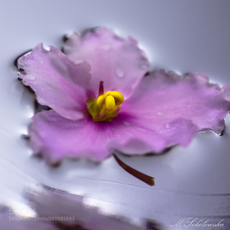 Nikon D5200 sample photo. Fiołek afrykański photography