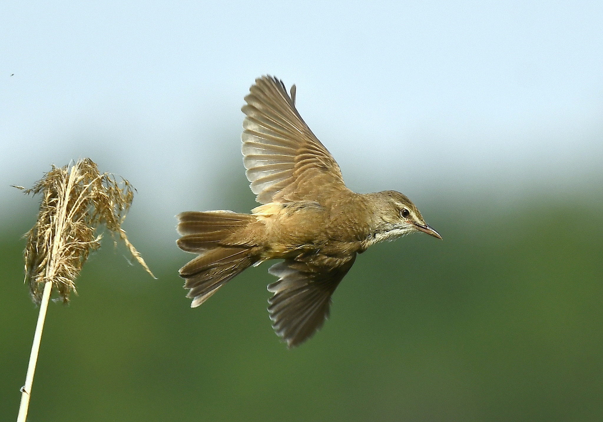 Nikon Nikkor AF-S 300mm F4E PF ED VR sample photo. Starting... photography