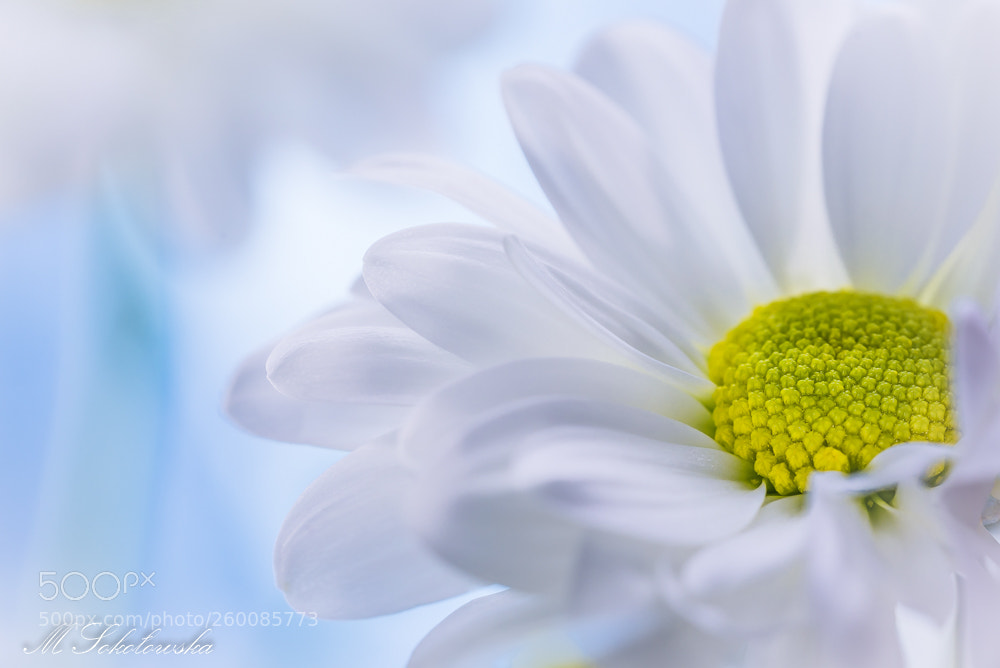 Nikon D750 sample photo. Margeritka photography