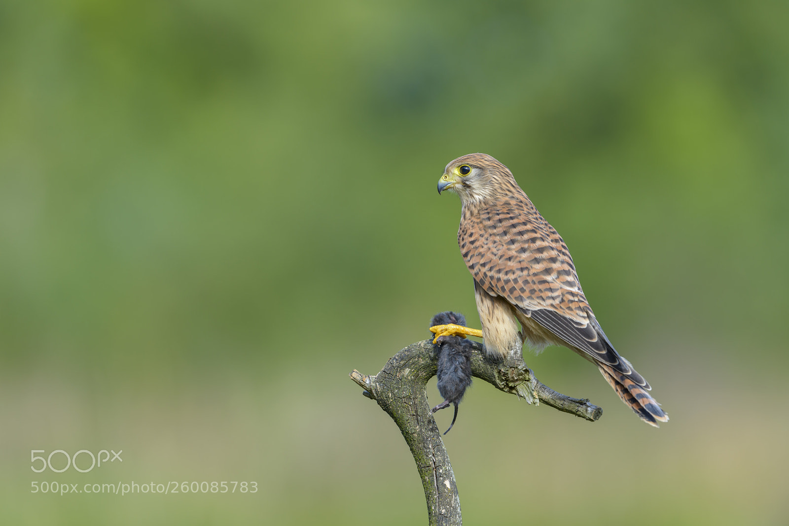 Nikon D800E sample photo. Turmfalke, falco tinnunculus, common photography