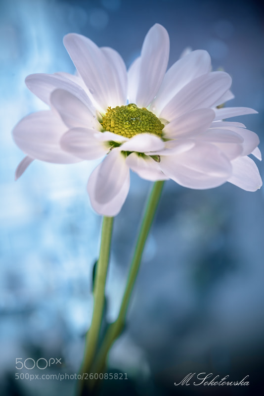 Nikon D750 sample photo. Margeritka photography