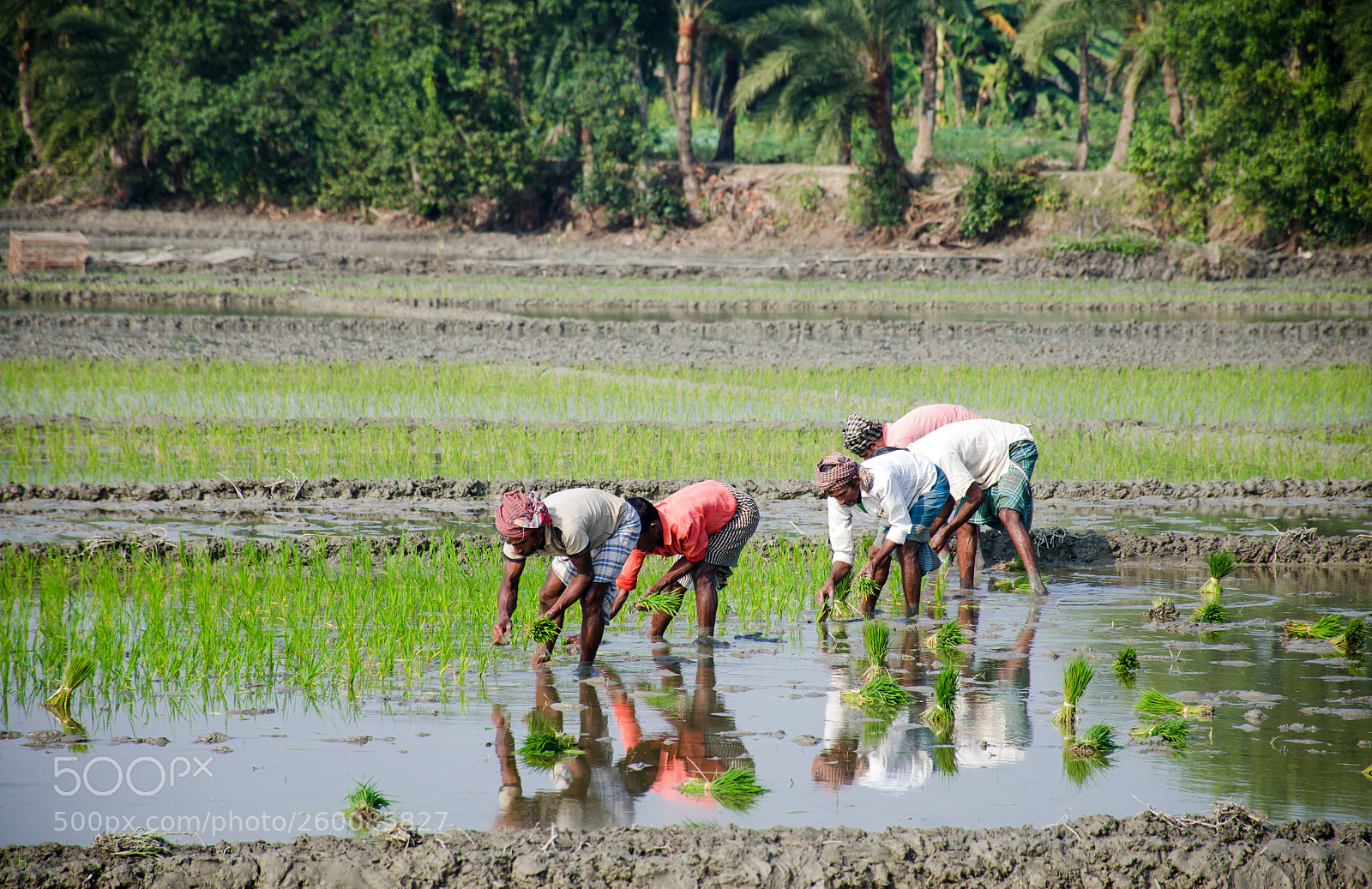 Nikon D7000 sample photo. Farmer photography