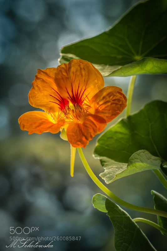Nikon D5200 sample photo. Nasturcja photography
