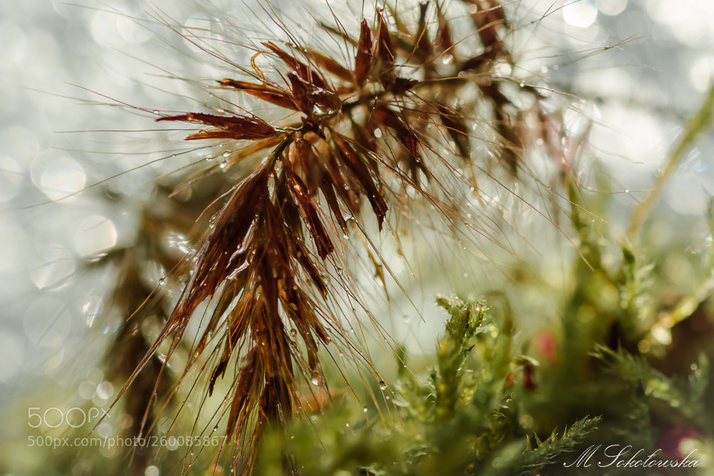 Nikon D5200 sample photo. Rozplenica japońska photography