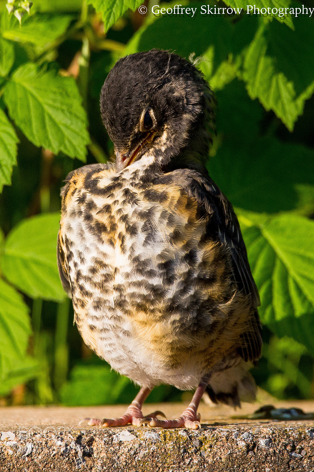 Canon EOS 6D sample photo. Baby robin red-breast photography