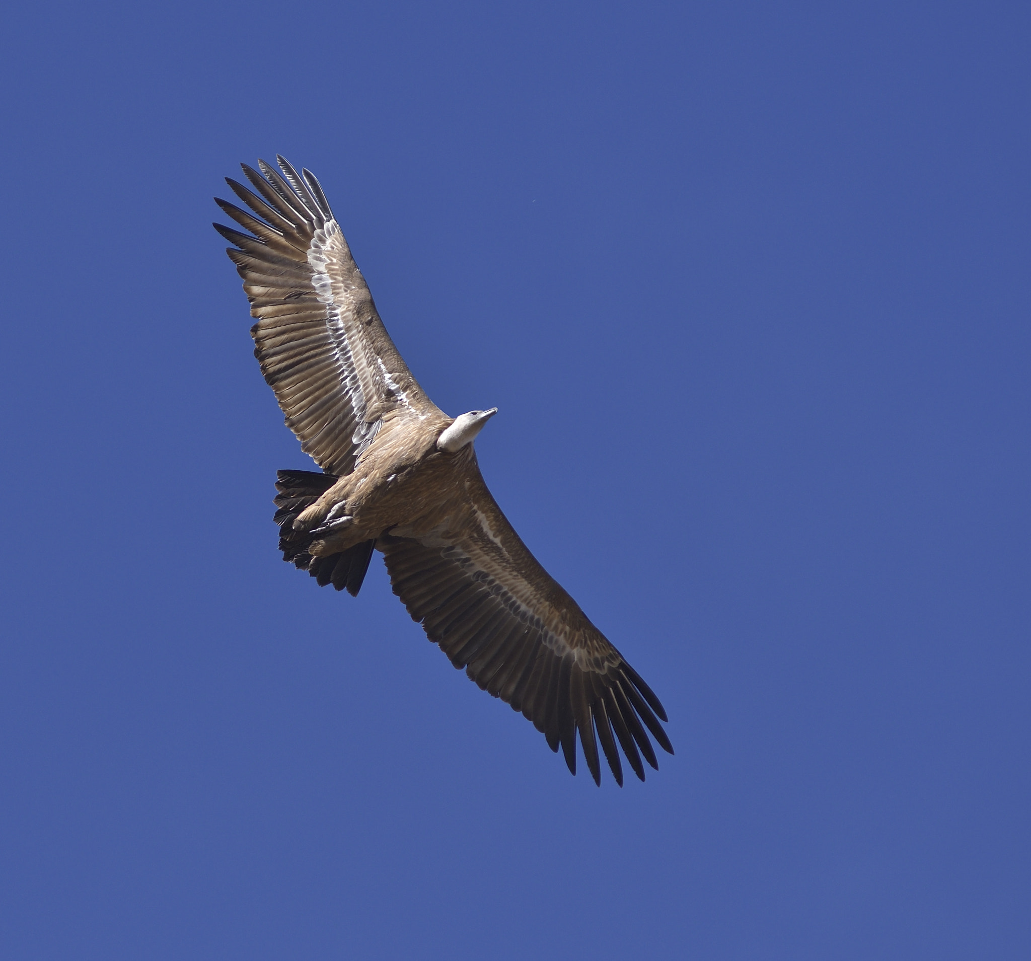 Nikon AF-Nikkor 80-200mm F2.8D ED sample photo. Griffon vulture flying - gyps fulvus photography