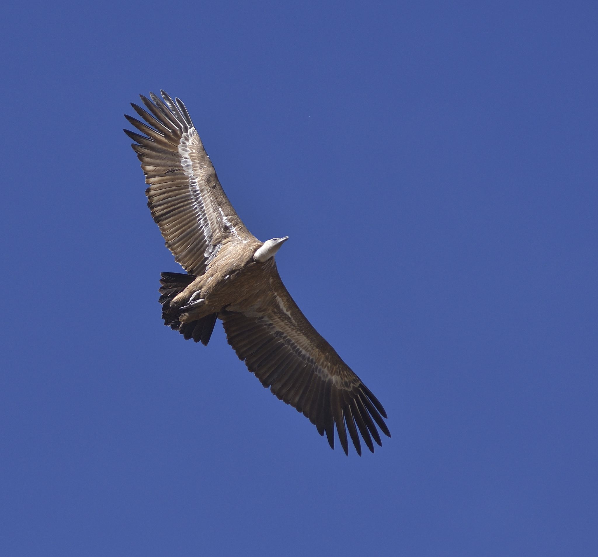 Nikon D500 + Nikon AF-Nikkor 80-200mm F2.8D ED sample photo. Griffon vulture flying - gyps fulvus photography