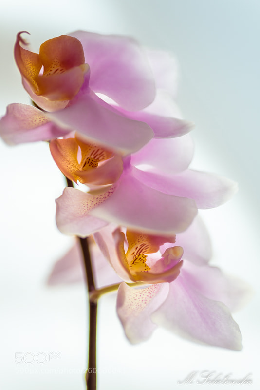 Nikon D750 sample photo. Storczyk photography