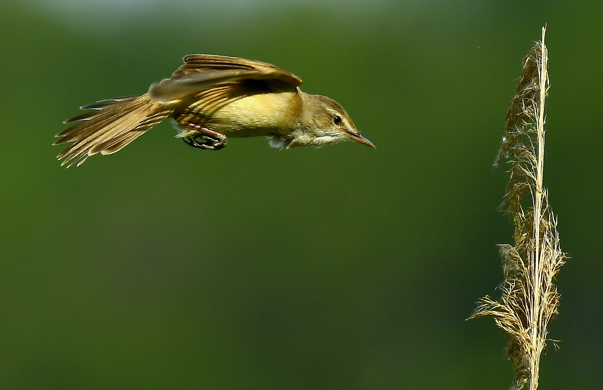 Nikon D500 + Nikon Nikkor AF-S 300mm F4E PF ED VR sample photo. Arrival... photography