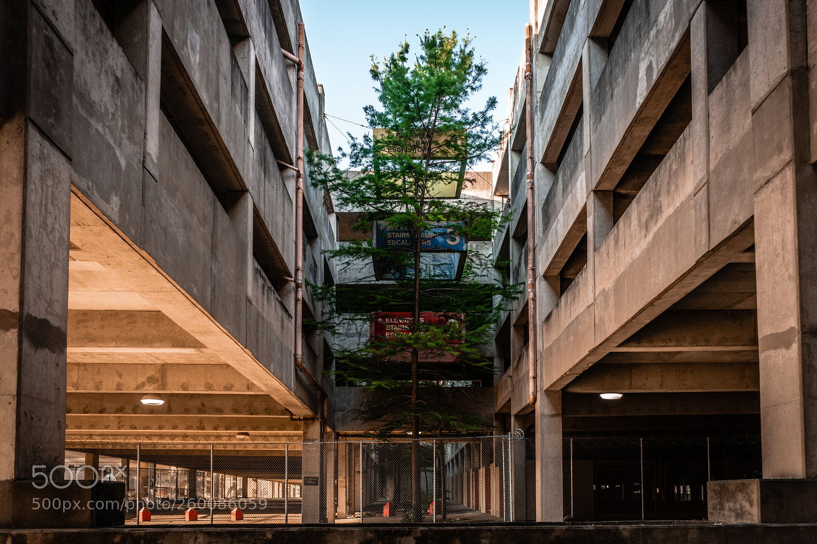 Sony a7R II sample photo. Growing amongst the concrete photography