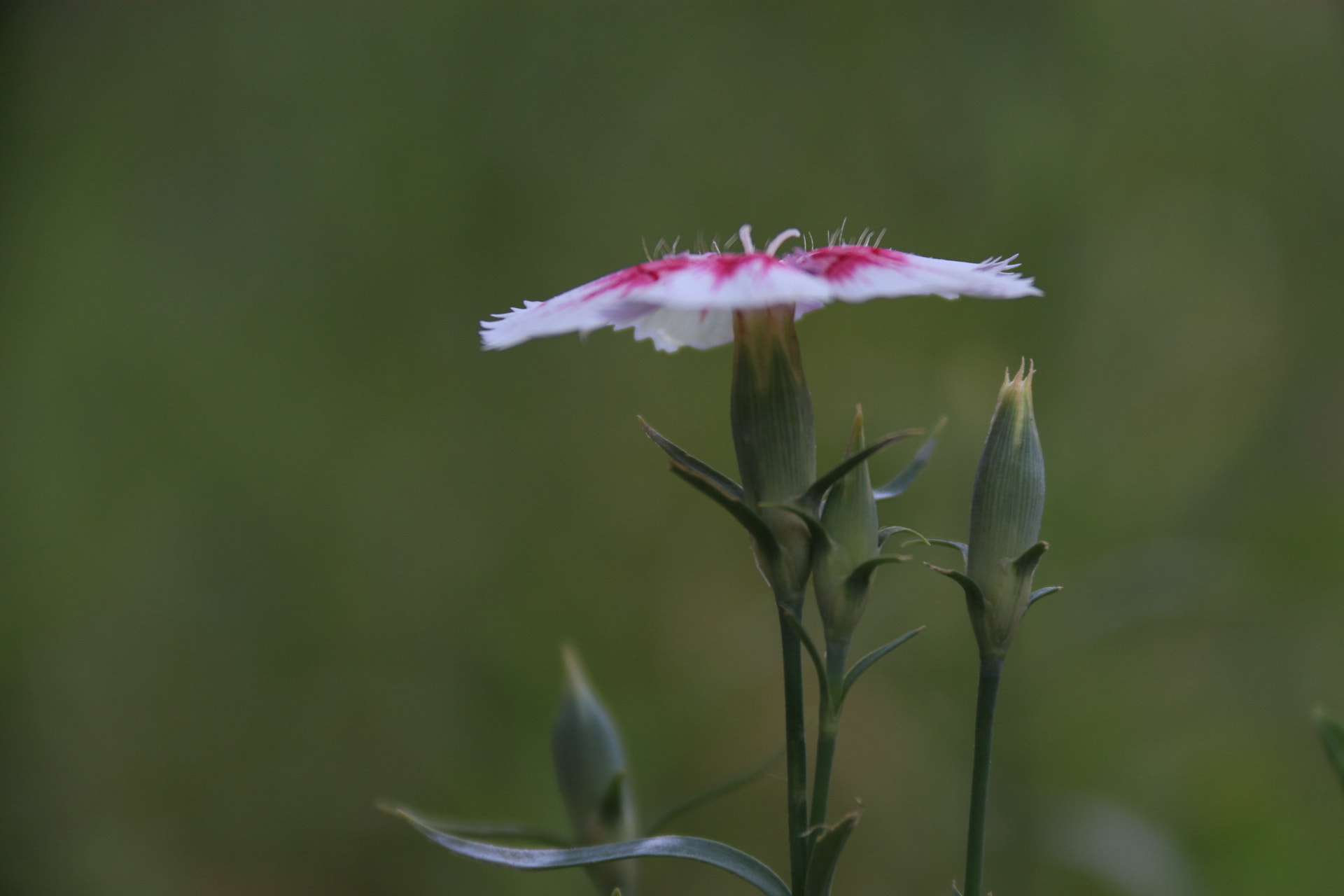Canon EF-S 18-200mm F3.5-5.6 IS sample photo