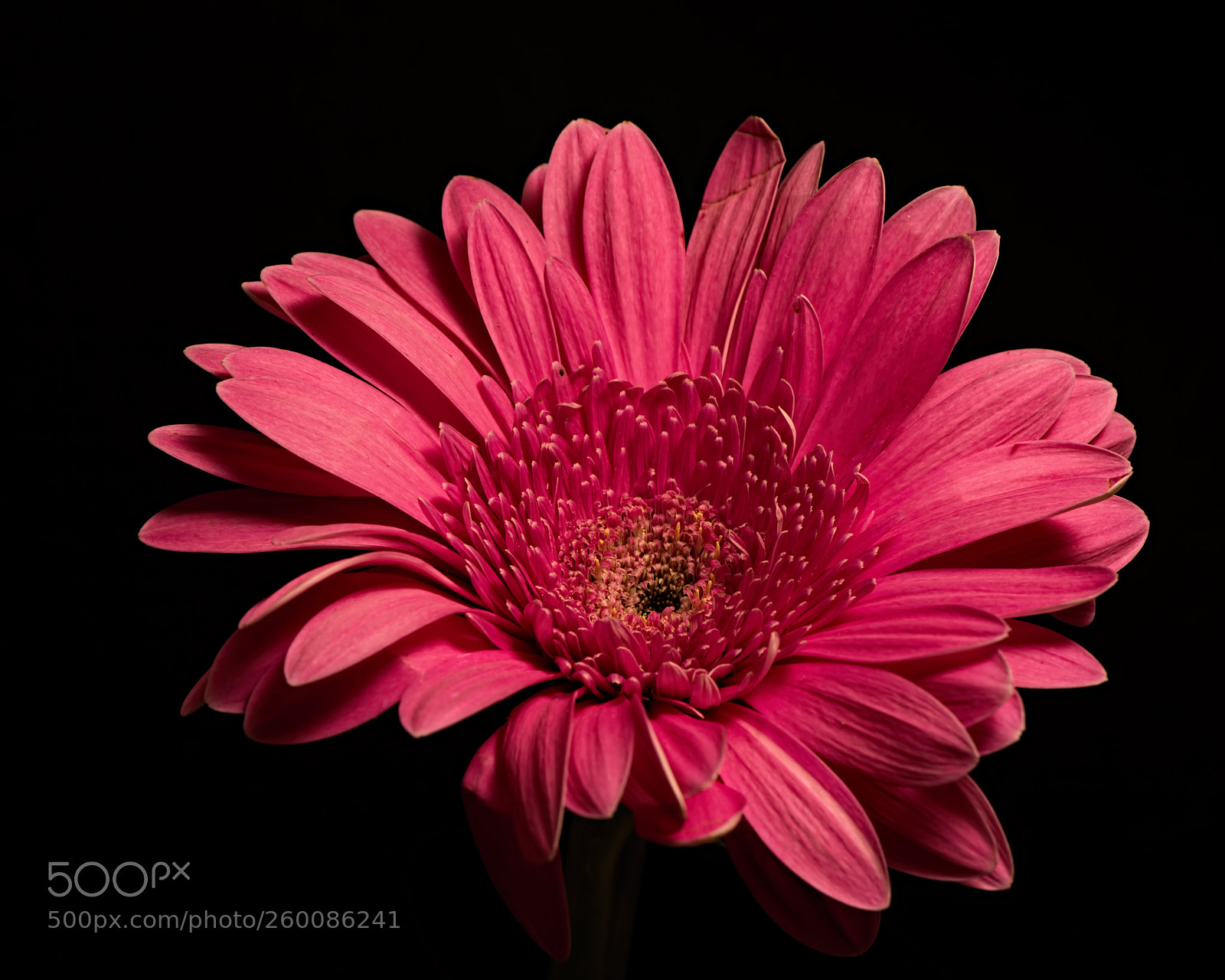 Nikon D810 sample photo. Pink gerbera photography