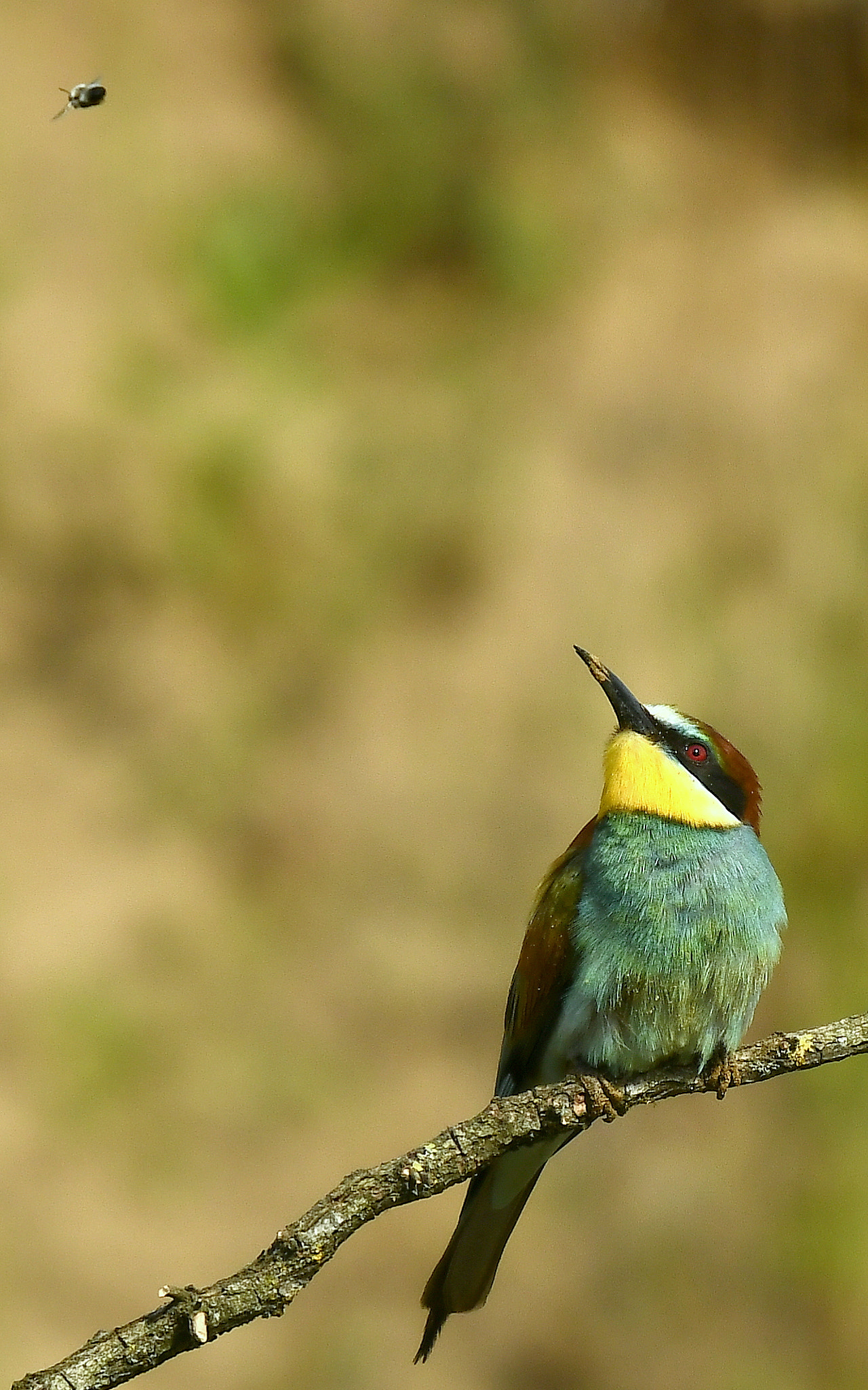 Nikon D500 + Nikon Nikkor AF-S 300mm F4E PF ED VR sample photo. Vision... photography