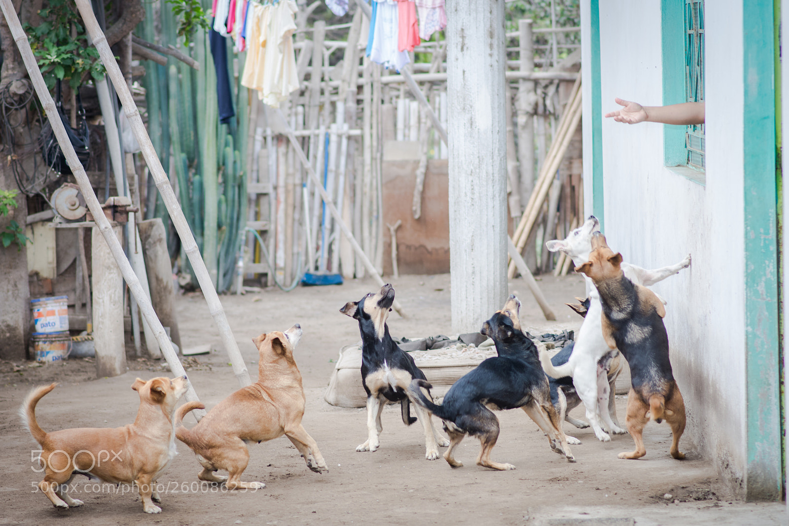 Nikon D7200 sample photo. Cachorras photography