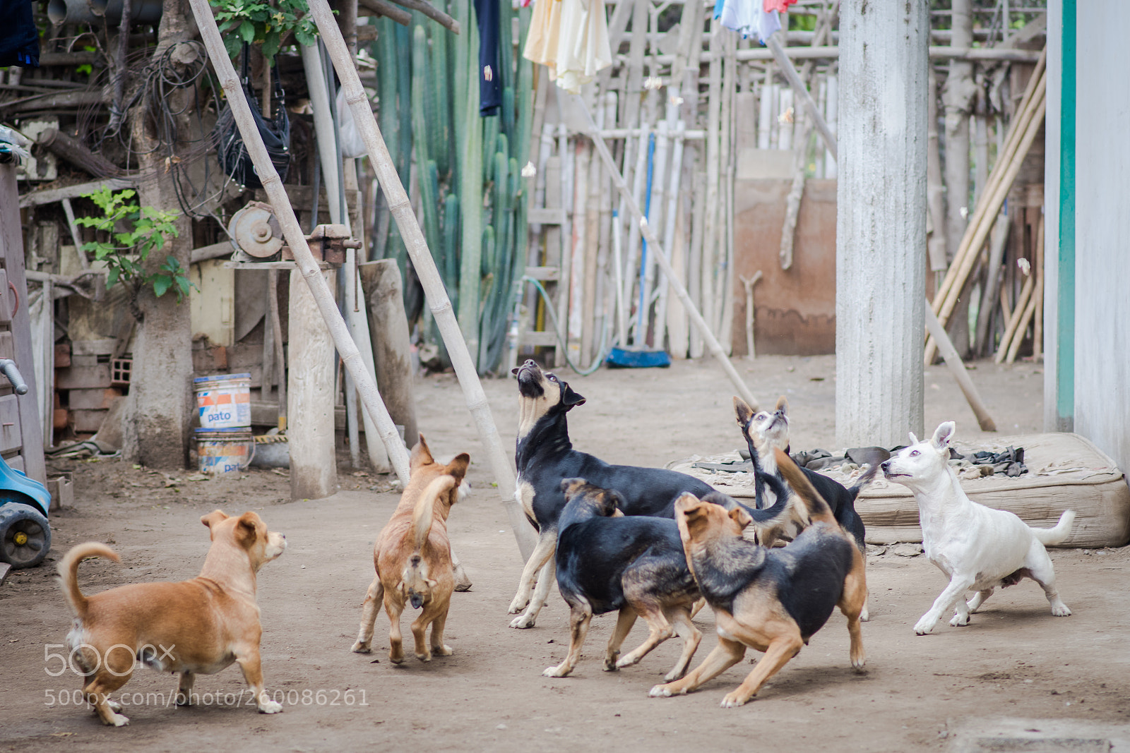 Nikon D7200 sample photo. Cachorras photography