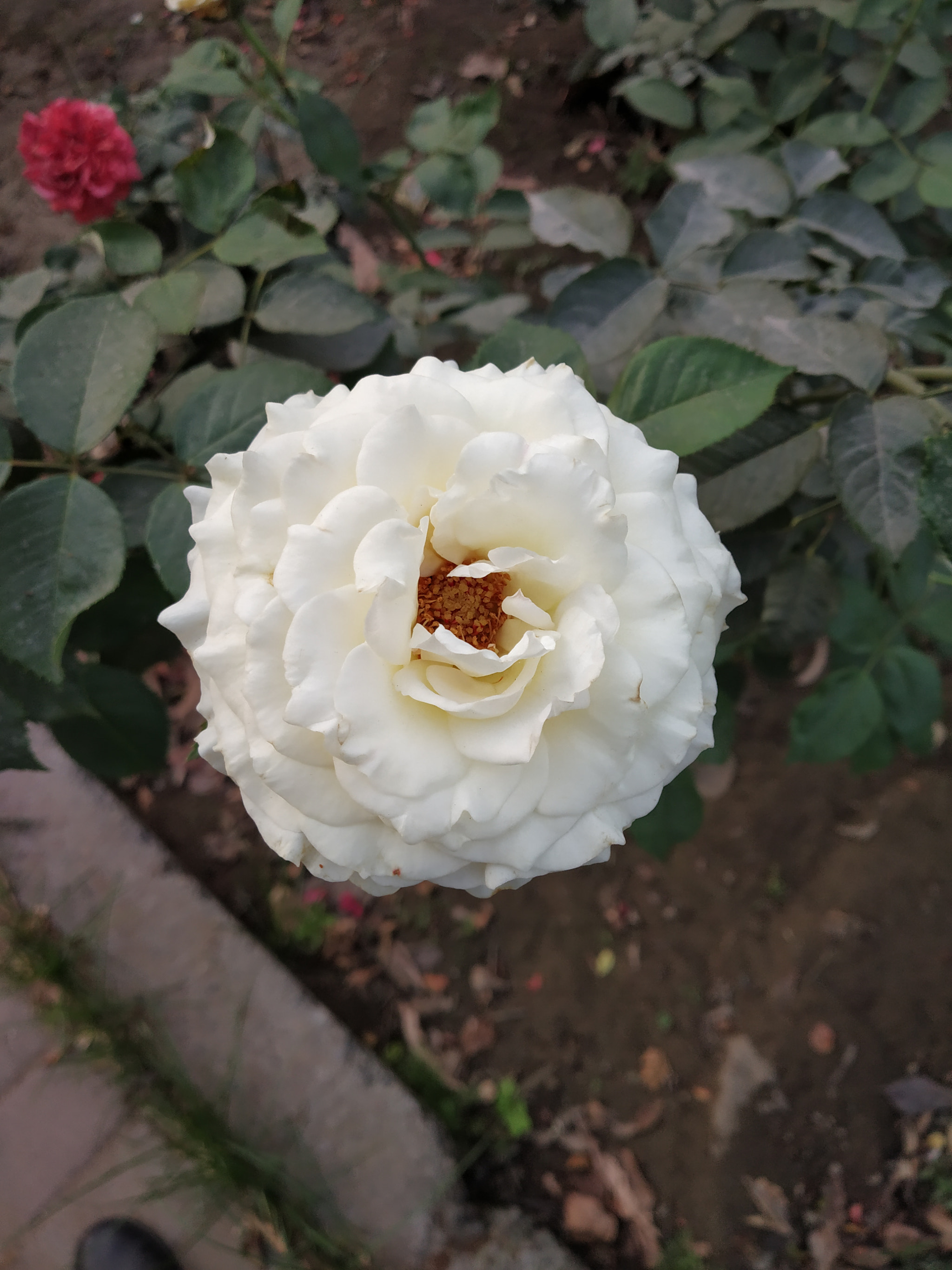 Xiaomi Redmi Note 5 Pro sample photo