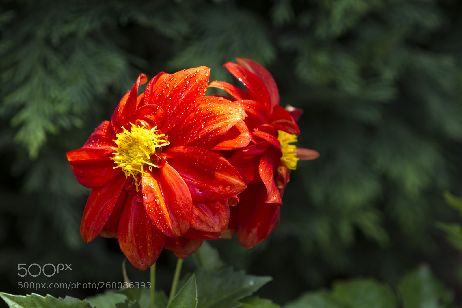 Canon EOS 70D sample photo. Dalia photography