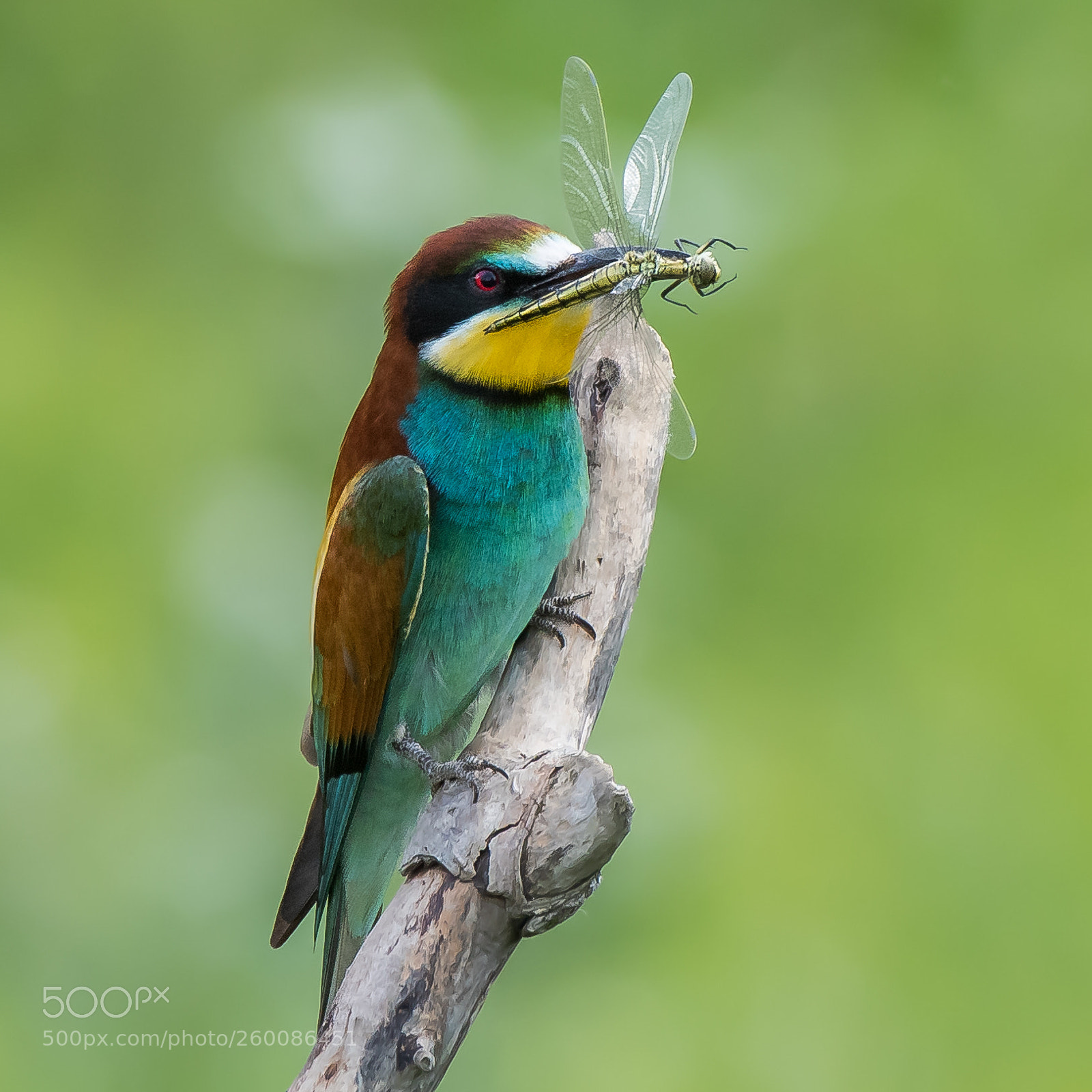 Nikon D500 sample photo. Bee-eater proudly shows its photography