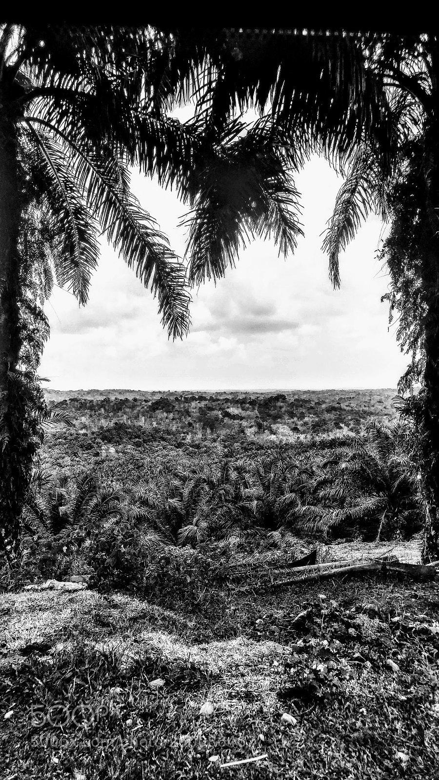 LG G5 sample photo. Palm tree plantation photography