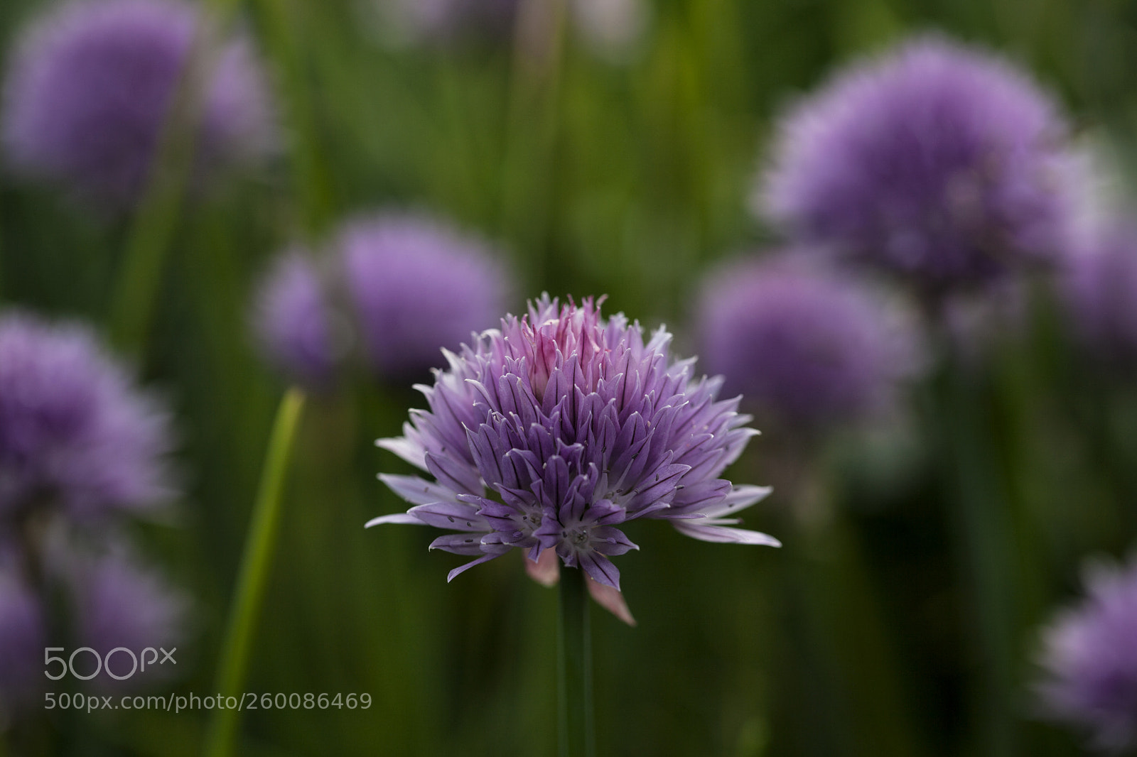 Canon EOS 5D Mark II sample photo. Шнитт - лук photography