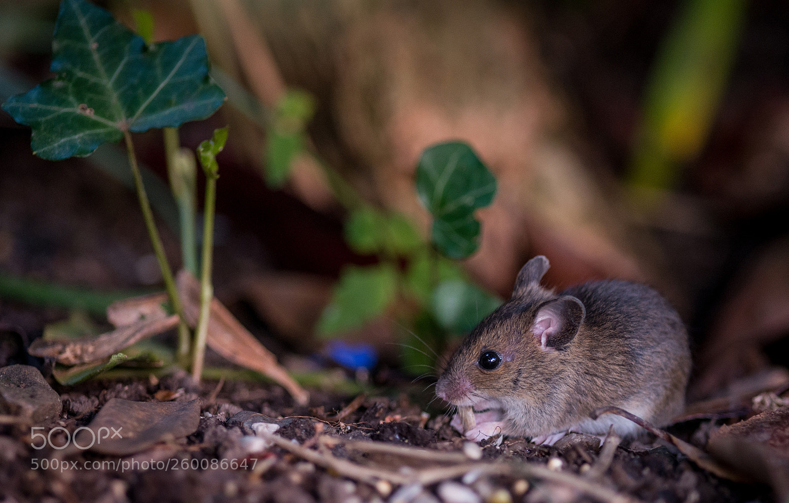 Nikon D800 sample photo. Timmy mouse photography