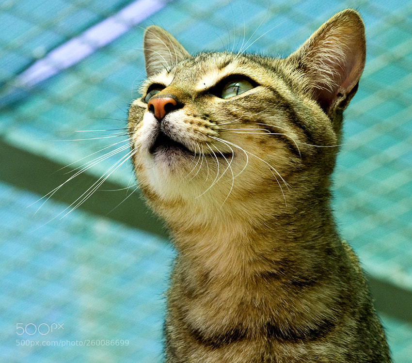 Nikon D3100 sample photo. Munti photography