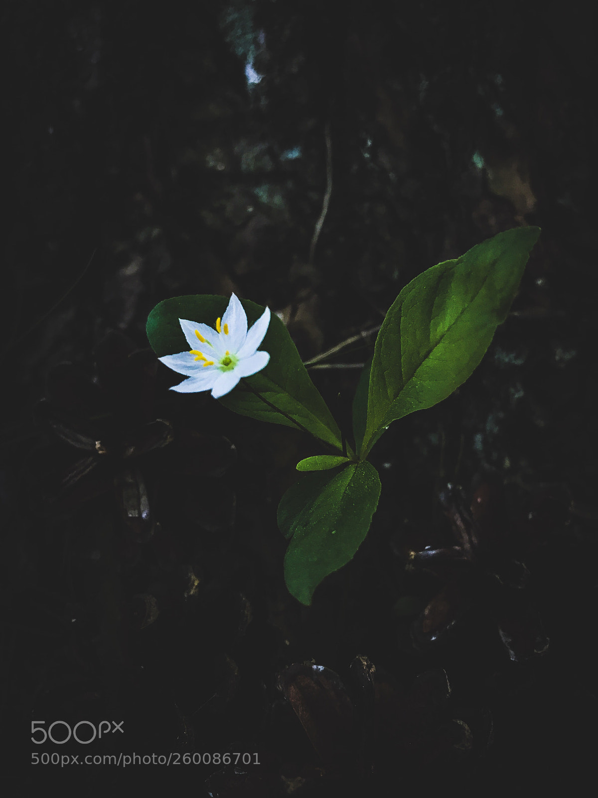 Apple iPhone 7 sample photo. Untitled photography