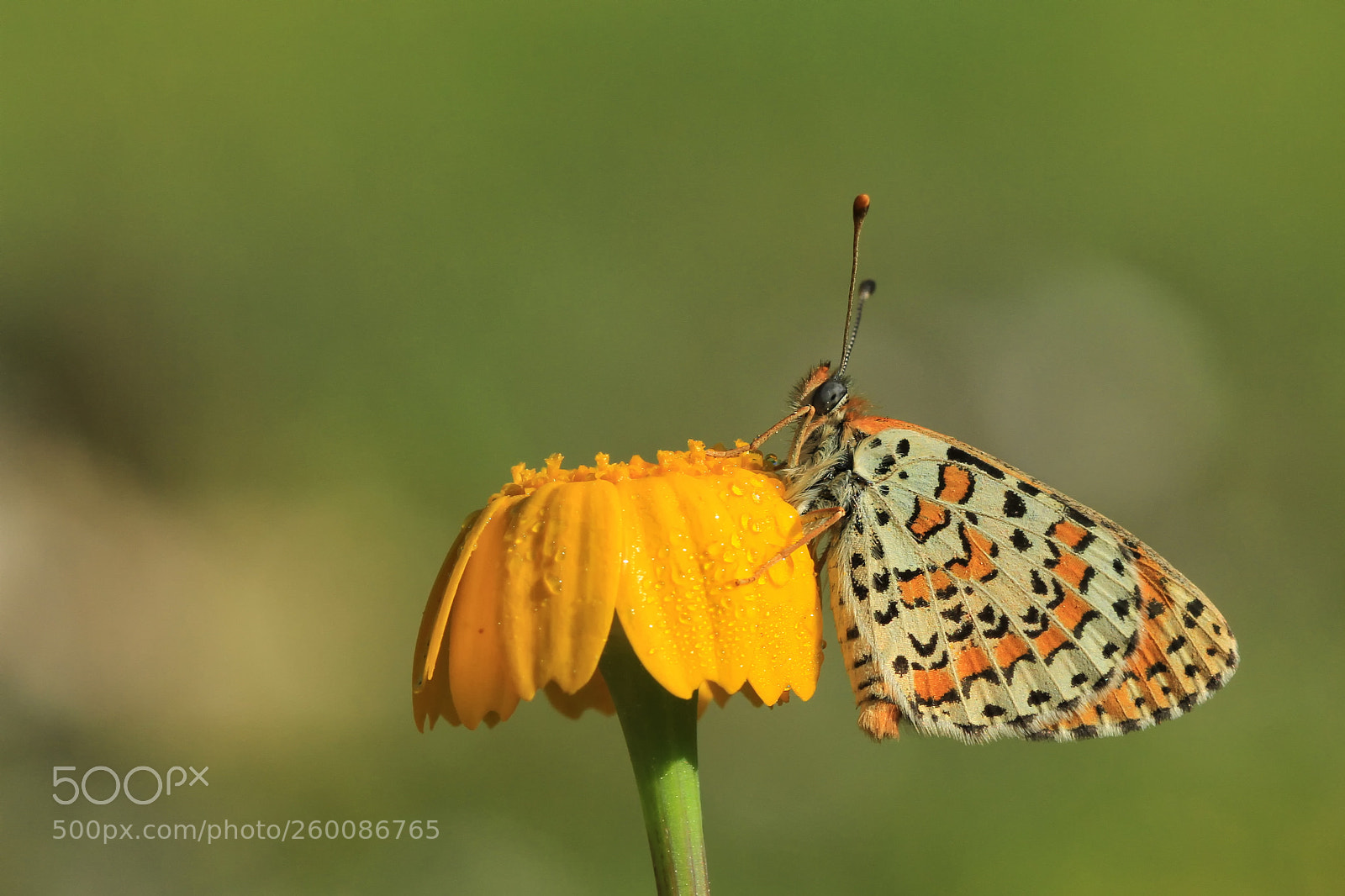 Canon EOS 7D sample photo. **** photography