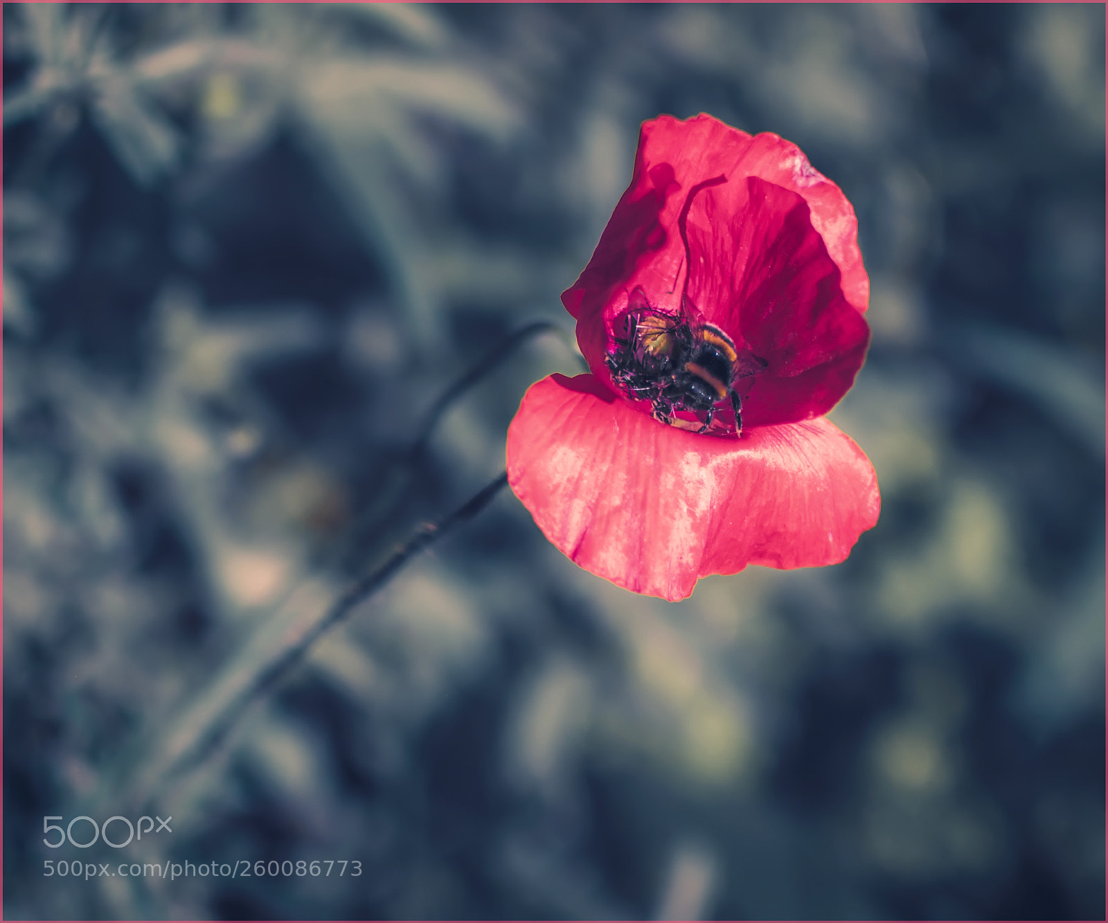 Nikon D90 sample photo. Poppy seed ... photography