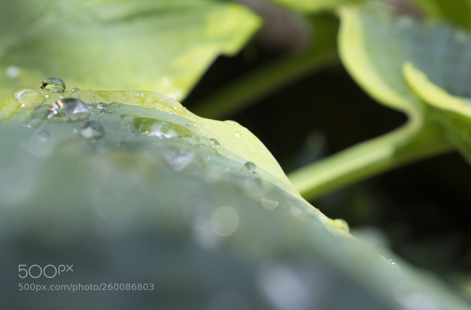 Canon EOS 1200D (EOS Rebel T5 / EOS Kiss X70 / EOS Hi) sample photo. Dew drops photography