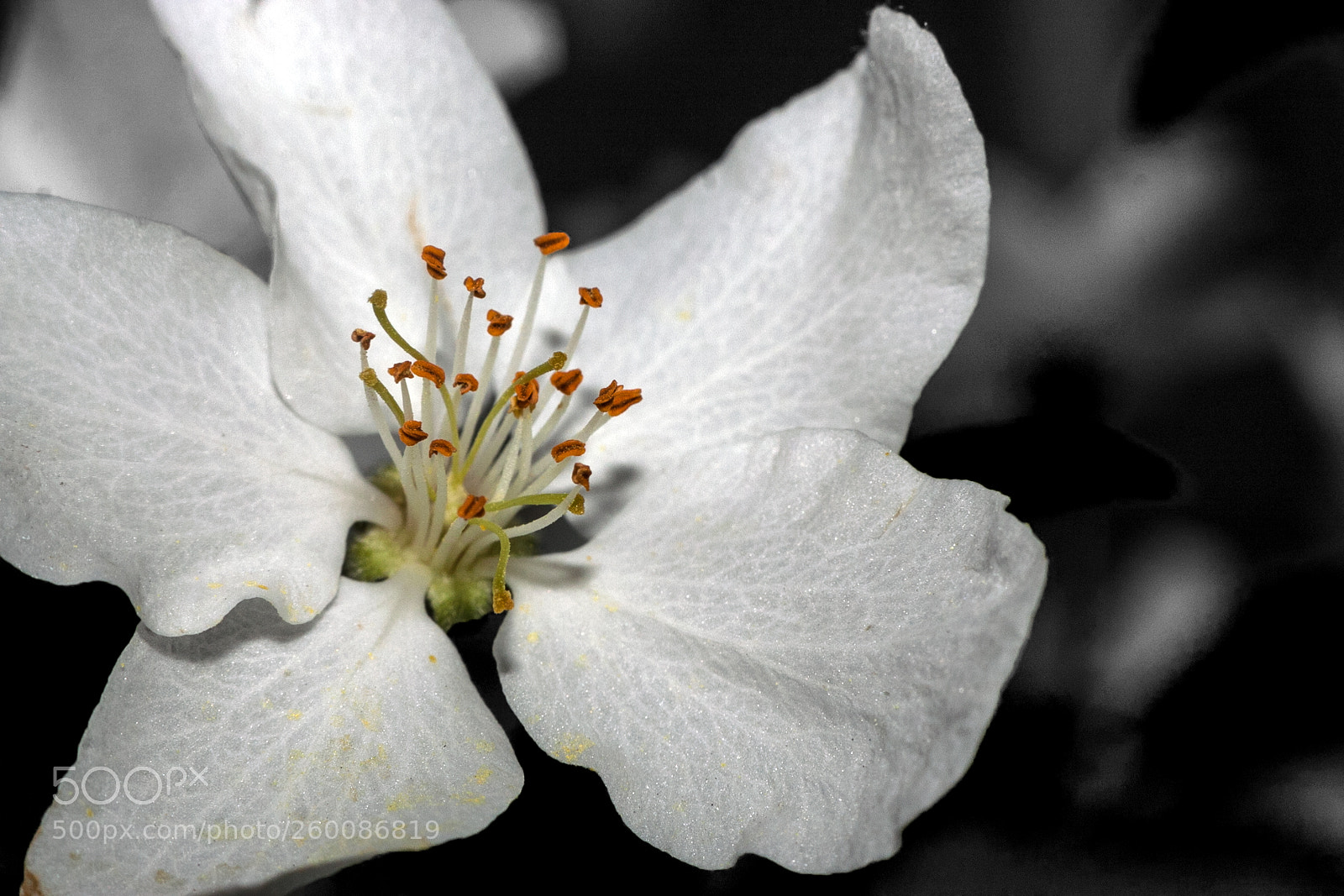 Canon EOS 40D sample photo. Fleur de pommetier photography