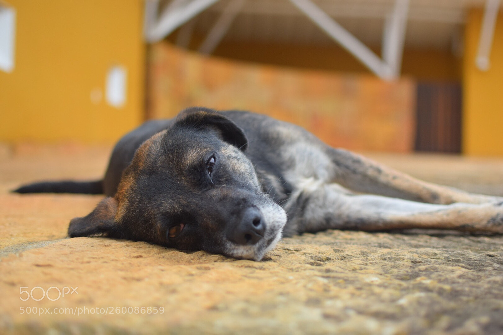 Nikon D3300 sample photo. Descansando photography