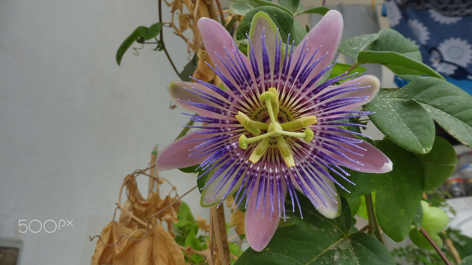 Panasonic Lumix DMC-ZS45 (Lumix DMC-TZ57) sample photo. Passion flower purple photography
