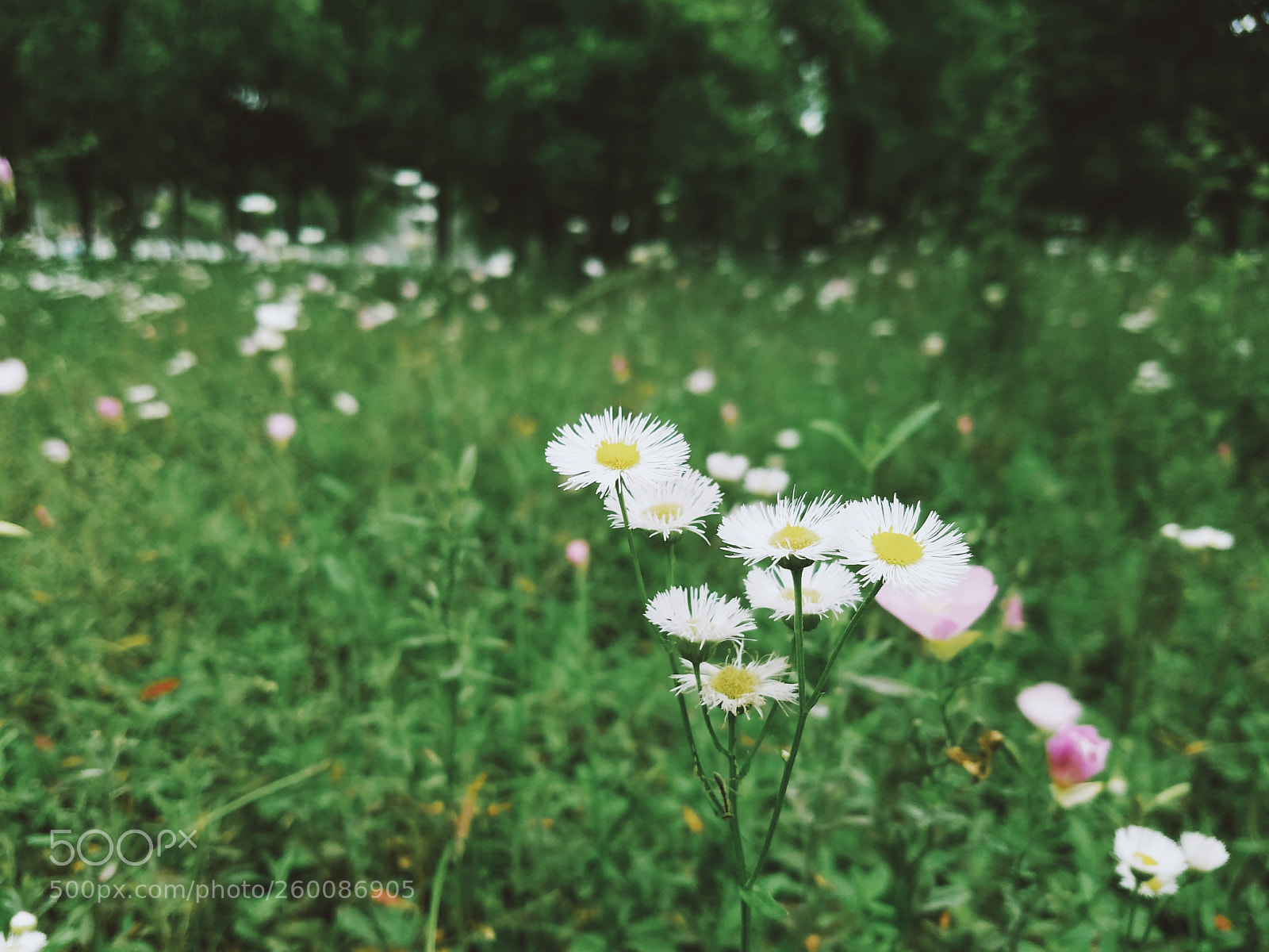Samsung Galaxy S7 sample photo. Flower photography
