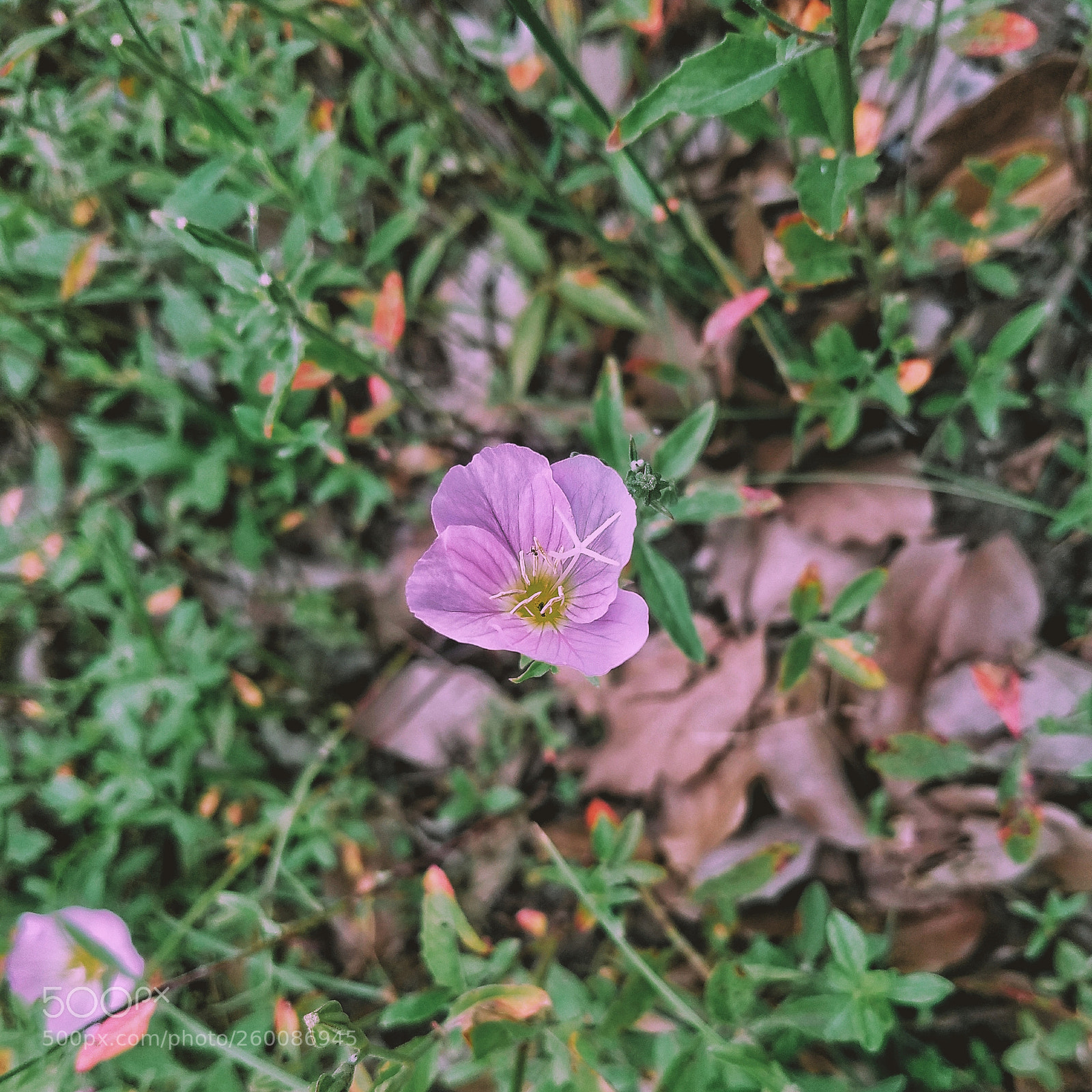 Samsung Galaxy S7 sample photo. Flower photography